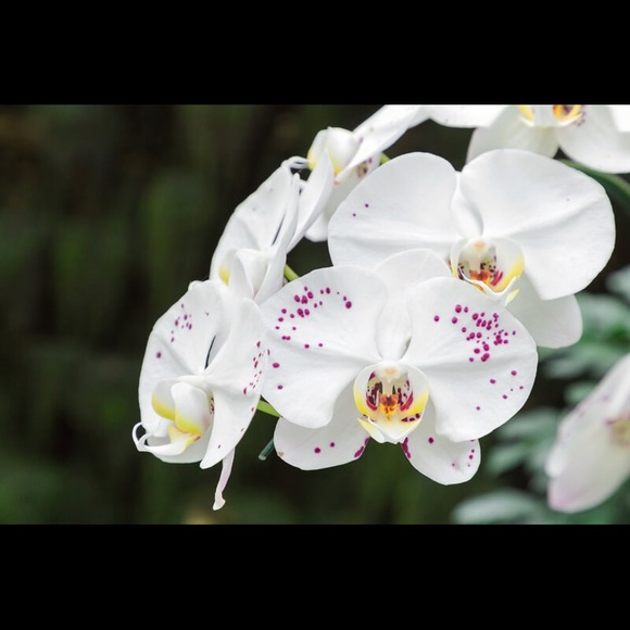 Meet your Posher, Maria - Picture 1 of 1